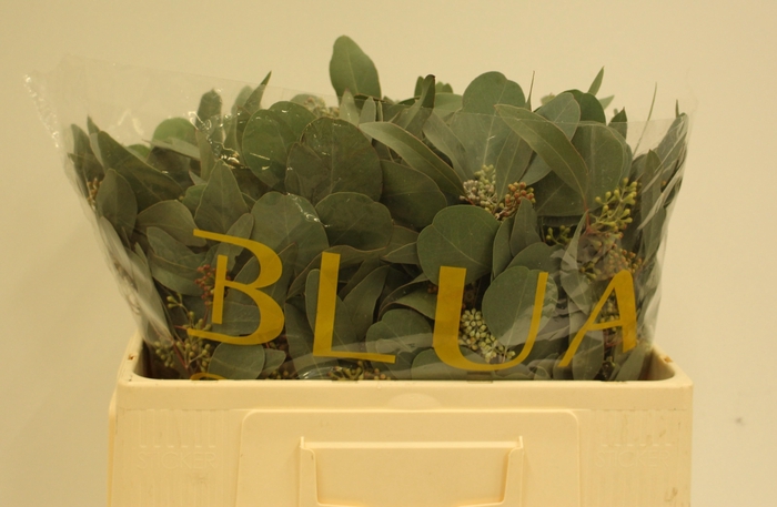 <h4>EUCA OV MET BES</h4>