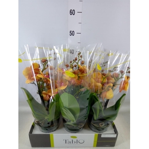 Phalaenopsis   ...orange