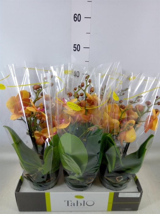 <h4>Phalaenopsis   ...orange</h4>