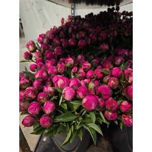 Paeonia L Kansas 40 Cm
