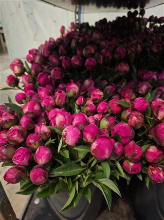 <h4>Paeonia L Kansas 40 Cm</h4>