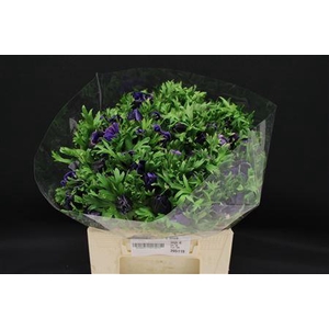 ANEM MISTRAL SUPER DARK BLUE