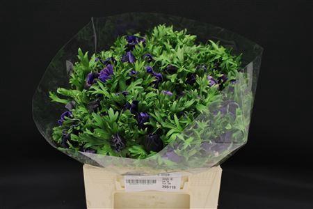 <h4>ANEM MISTRAL SUPER DARK BLUE</h4>