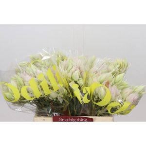 Blushing Bride 4/6 Flowers