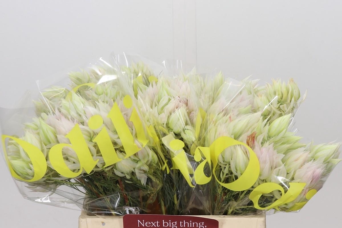 <h4>Blushing Bride 4/6 Flowers</h4>