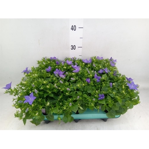 Campanula isoph. 'Napoli'