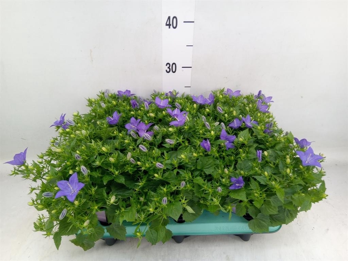 <h4>Campanula isoph. 'Napoli'</h4>