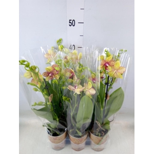 Phalaenopsis multi.   ...yellow