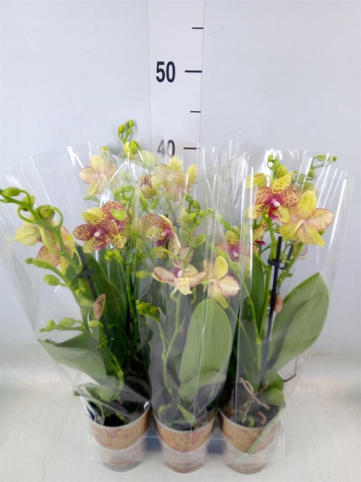 <h4>Phalaenopsis multi.   ...yellow</h4>
