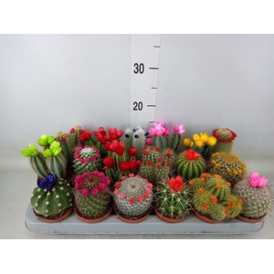 Cactus   ...decorated