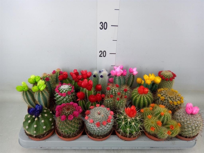 <h4>Cactus   ...decorated</h4>