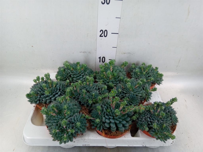 <h4>Echeveria   ...</h4>