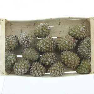 DENNENAPPEL H% ST