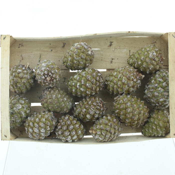 <h4>DENNENAPPEL H% ST</h4>