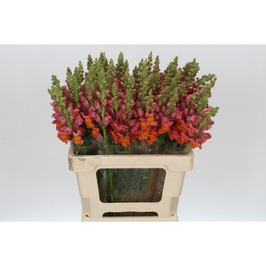 Antirrhinum Potomac Dark Orange