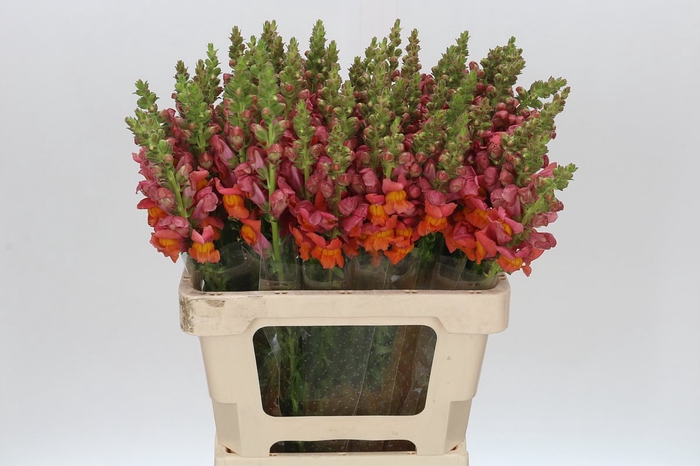 <h4>Antirrhinum Potomac Dark Orange</h4>