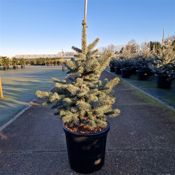 <h4>Picea pungens 'Blue Mountain'</h4>