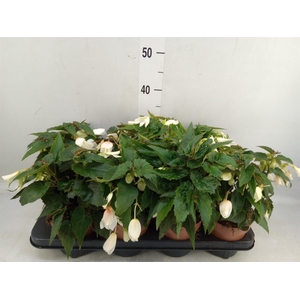Begonia boliv. 'Bossa Nova White'