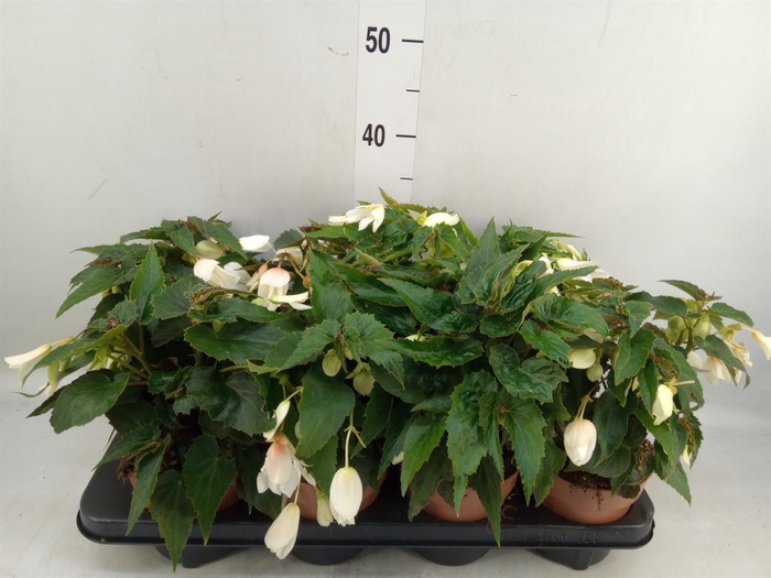<h4>Begonia boliv. 'Bossa Nova White'</h4>