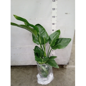 Strelitzia nicolai