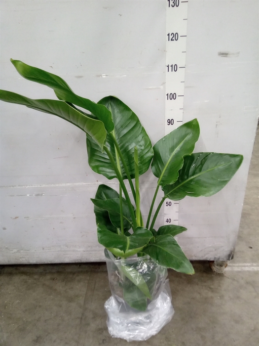 <h4>Strelitzia nicolai</h4>