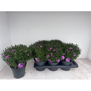 ASTER D ALPHA PINK