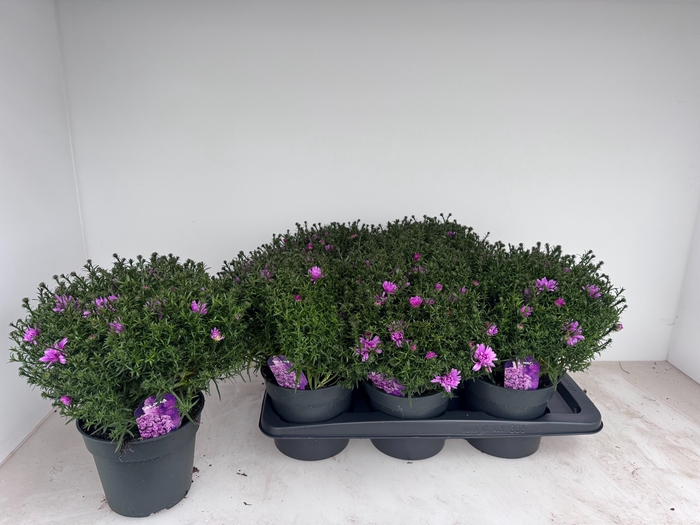 <h4>ASTER D ALPHA PINK</h4>