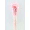 Dried Sorghum 6pc Light Pink Bunch