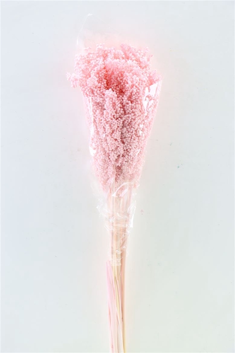 Dried Sorghum 6pc Light Pink Bunch