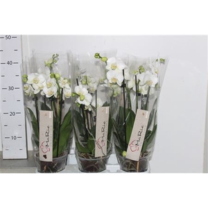 Phal Christel 2 Pp 3-4 Branches 24+