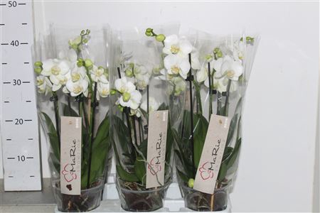 <h4>Phal Christel 2 Pp 3-4 Branches 24+</h4>