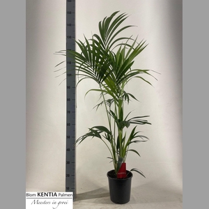 HOWEA FORSTERIANA 150 CM