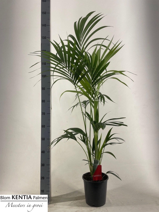 <h4>HOWEA FORSTERIANA 150 CM</h4>