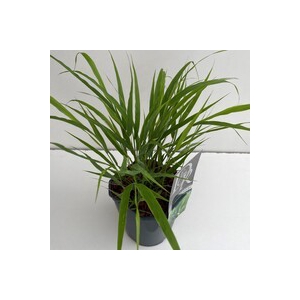 Hakonechloa Macra