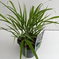 <h4>Hakonechloa Macra</h4>