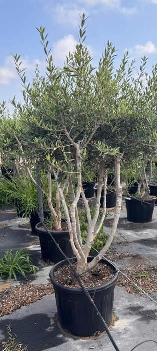 <h4>OLEA EUROPAEA</h4>