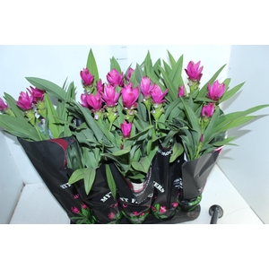 CURCUMA SIAM SUBLIME P12