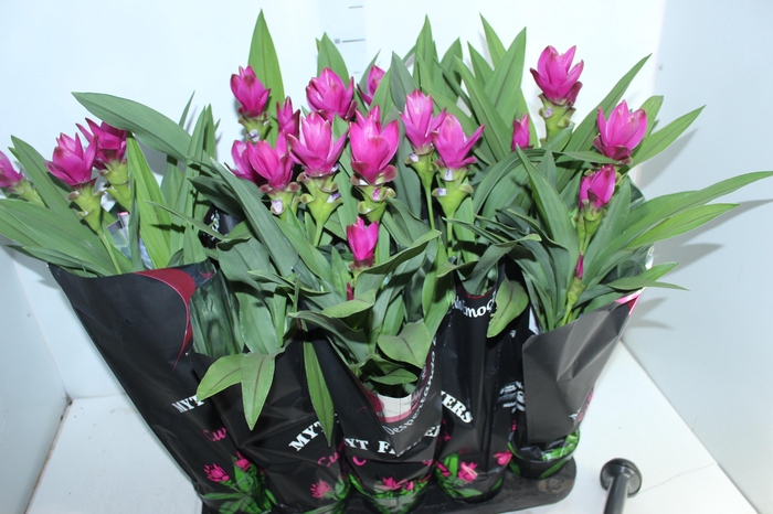 <h4>CURCUMA SIAM SUBLIME P12</h4>