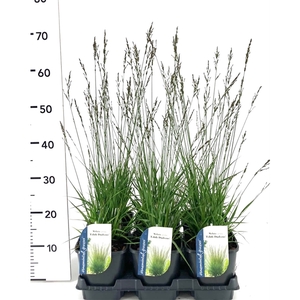 Molinia caerulea Edith Dudszus