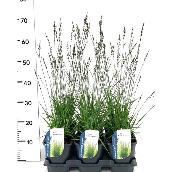 <h4>Molinia caerulea Edith Dudszus</h4>