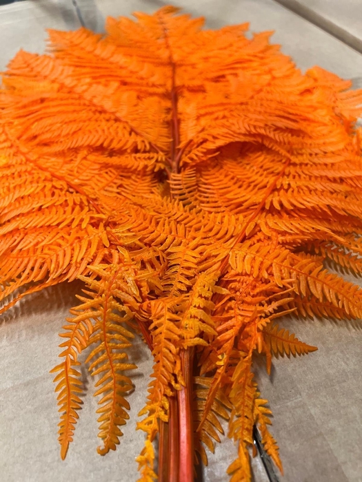 <h4>GESTABILISEERD VAREN ORANJE</h4>