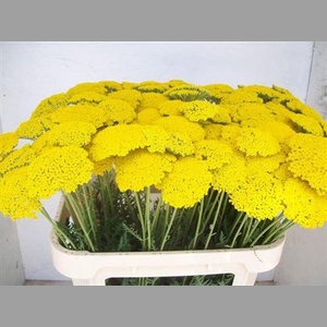 Achillea F Park Variety