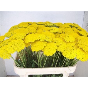 Achillea F Park Variety
