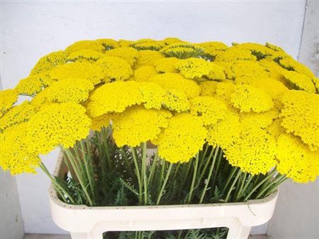 <h4>Achillea F Park Variety</h4>