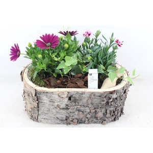 arr4 Outdoor PL - Boomschors ovaal