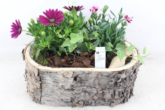 <h4>arr4 Outdoor PL - Boomschors ovaal</h4>