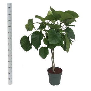 FIC UMBELLATA