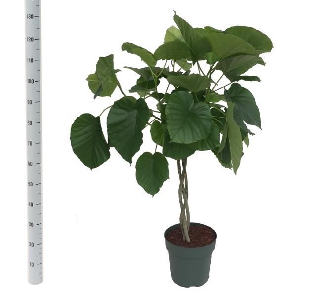 <h4>FIC UMBELLATA</h4>