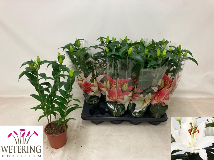 <h4>LIL OR SUN BAHAMAS</h4>