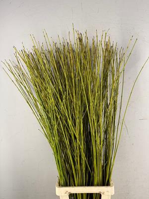 <h4>Cornus Flaviramea Geel/groen</h4>